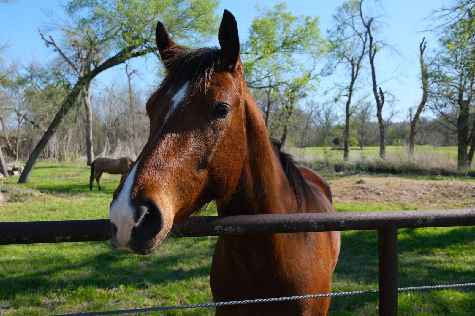 Buying Horse Property in the Texas Hill Country: What Every Equestrian Buyer Needs to Know